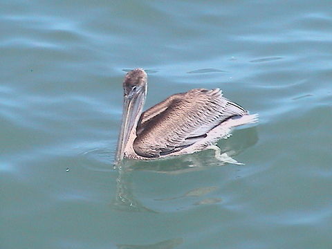 Pelican This pelican was near to us when taking a boat in Zihuatanejo, Mexico. Brown Pelican,Pelecanus occidentalis,Pelican