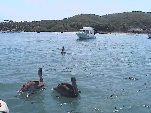 Three Pelicans You may see three calm pelicans on this picture, some birds get accustom with people and you can take closer pictures from them, like this ones. Brown Pelican,Geotagged,Mexico,Pelecanus occidentalis