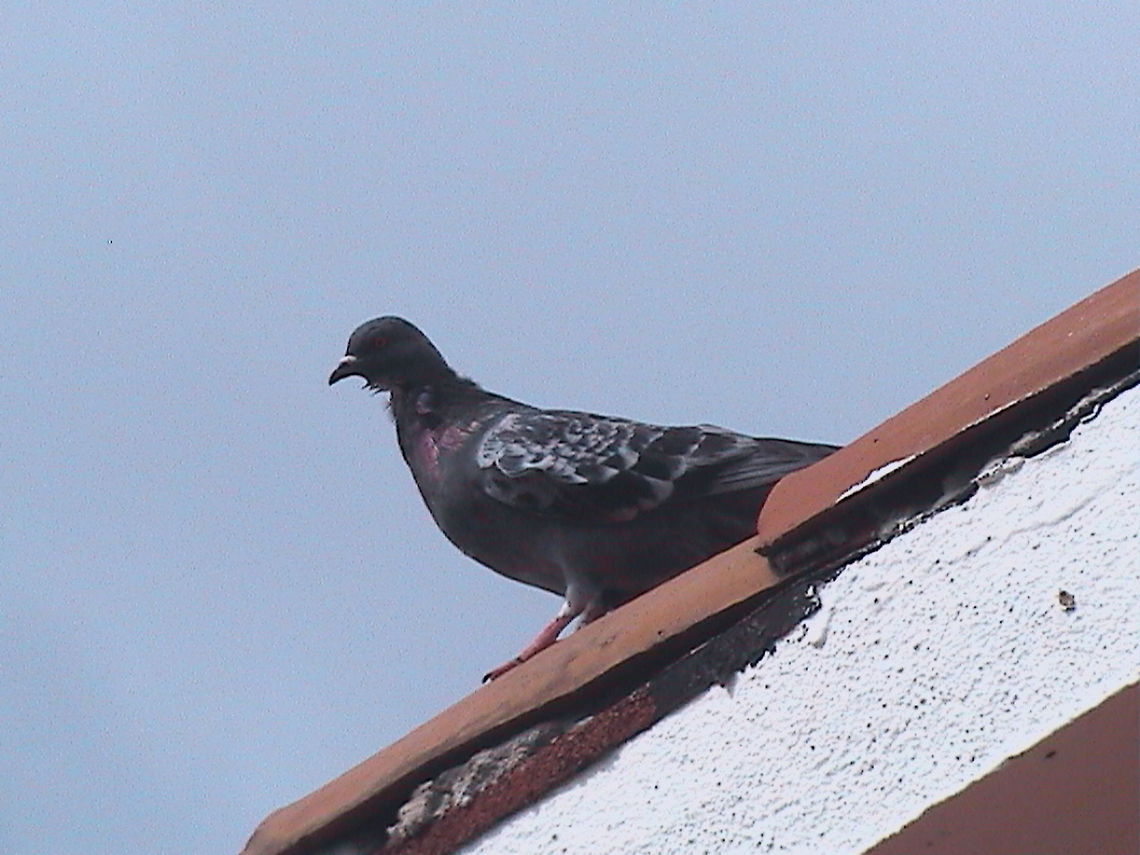 Pigeon Pigeons are very common birds in Mexico, this one get into our room at the hotel in Zihuatanejo. Columba livia domestica,Domestic Rock Pigeon