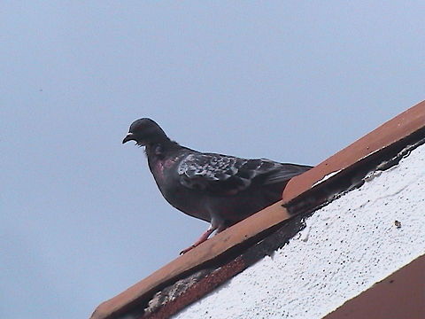 Pigeon Pigeons are very common birds in Mexico, this one get into our room at the hotel in Zihuatanejo. Columba livia domestica,Domestic Rock Pigeon