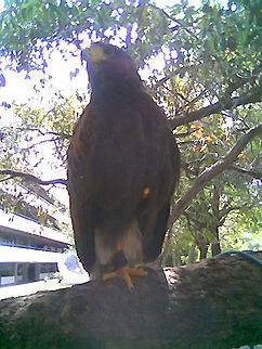 Eagle I took this picture at the Autonomous University of Guadalajara, it's an eagle and take the picture with my cell phone, hope you like it. Aquila chrysaetos,Geotagged,Golden Eagle,Mexico