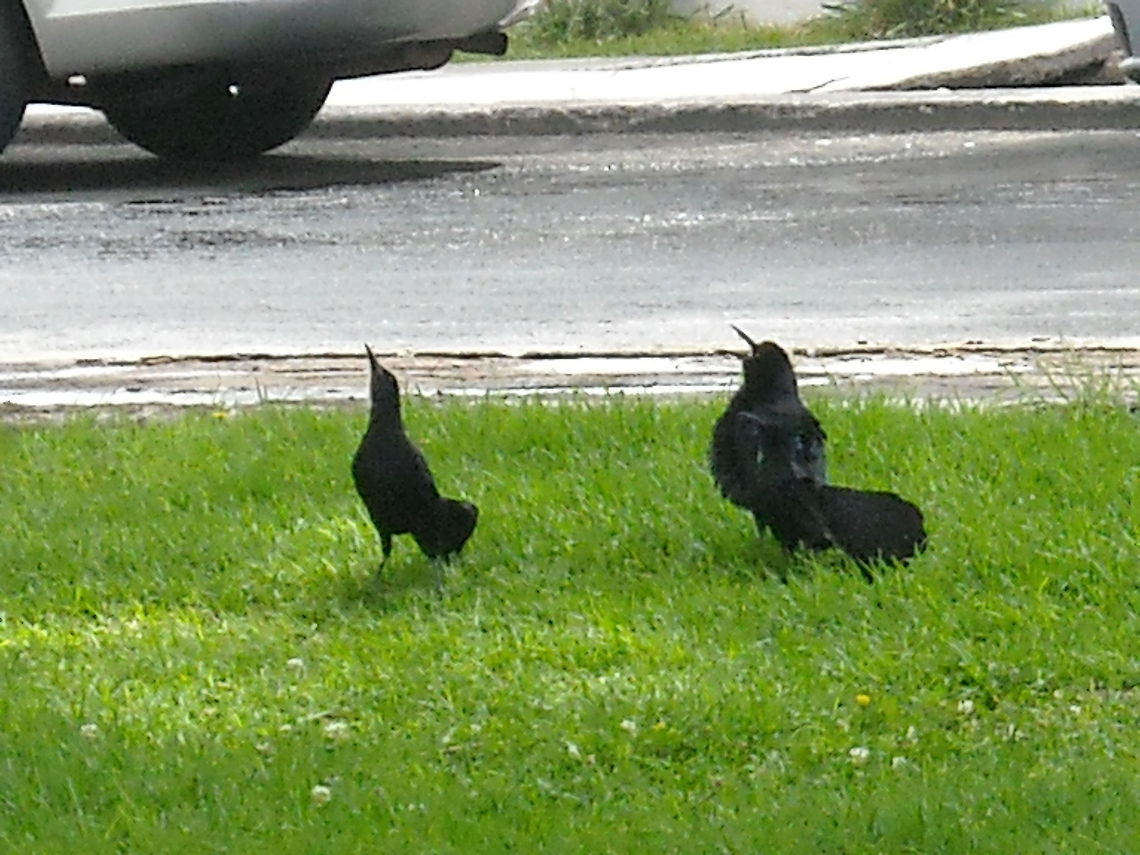 Great Tailed Grackle This picture was taken near to our home, in Queretaro, at Alamos Circuit where people like to run in the morning and do exercise, I think that they where arguing about a female bird, regards. Geotagged,Great-tailed Grackle,Mexico,Quiscalus mexicanus
