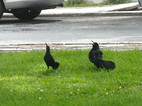 Great Tailed Grackle This picture was taken near to our home, in Queretaro, at Alamos Circuit where people like to run in the morning and do exercise, I think that they where arguing about a female bird, regards. Geotagged,Great-tailed Grackle,Mexico,Quiscalus mexicanus