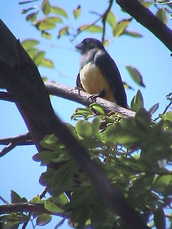 Singing Bird I really don't know this bird's name, but I like it when heard it and took the picture, maybe someone here could tell me his name, thank you very much. bird