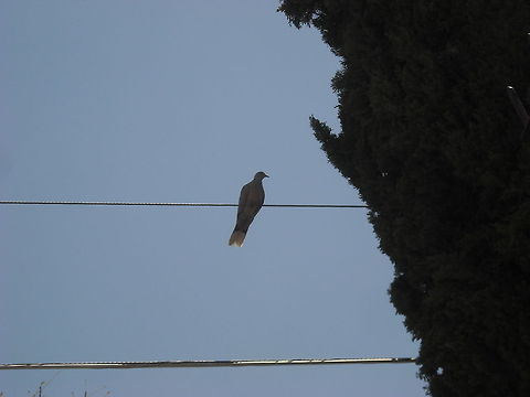 Dove Right now I took this picture from the window where my computer is, it's a dove and here are many, we can hear their song all day long, hope you enjoy this picture, regards. Dove,Eurasian Collared Dove,Macropygia amboinensis,Mourning Dove,Ringneck Dove,Slender-billed Cuckoo-Dove,Streptopelia decaocto,Streptopelia risoria,Zenaida macroura