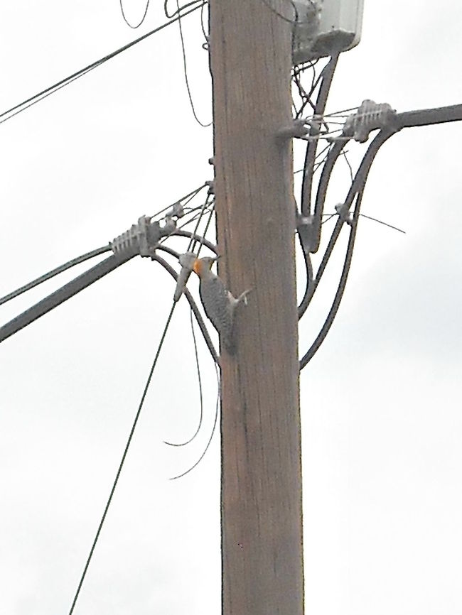 Woodpecker I took it a few minutes ago too, it was at the street on an electricity pole, I guess he was searching for insects to eat. Geotagged,Golden-fronted Woodpecker,Melanerpes aurifrons,Mexico