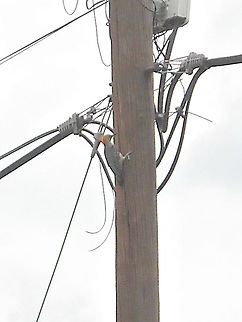 Woodpecker I took it a few minutes ago too, it was at the street on an electricity pole, I guess he was searching for insects to eat. Geotagged,Golden-fronted Woodpecker,Melanerpes aurifrons,Mexico