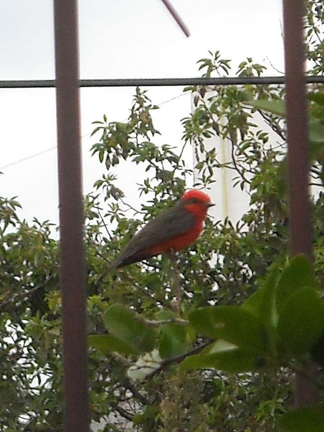 Vermilion Flycatcher I took this picture a few minutes ago on my front yard, couldn't get closer, because it fly away, also it was going to stop on the pine again, but saw me and flew away, my camera is not faster than the bird. Pyrocephalus rubinus,Vermilion Flycatcher