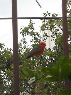Vermilion Flycatcher I took this picture a few minutes ago on my front yard, couldn't get closer, because it fly away, also it was going to stop on the pine again, but saw me and flew away, my camera is not faster than the bird. Pyrocephalus rubinus,Vermilion Flycatcher