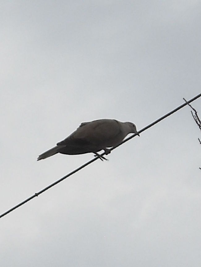 Dove on a Wire A couple of doves made their nest in the front house on a tall pine, guess will get the opportunity to take more pictures, it was taken today, hope you like it, greetings. Eurasian Collared Dove,Streptopelia decaocto