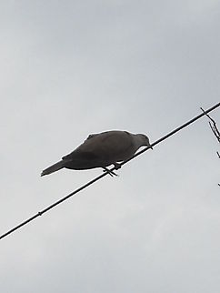 Dove on a Wire A couple of doves made their nest in the front house on a tall pine, guess will get the opportunity to take more pictures, it was taken today, hope you like it, greetings. Eurasian Collared Dove,Streptopelia decaocto
