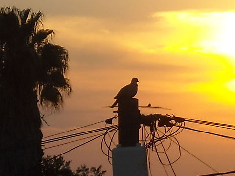 Afternoon doves... I like the colors from this picture, at the afternoon, you may see two doves, one on the antenna and the other in the pole, enjoy it and greetings. Eurasian Collared Dove,Geotagged,Mexico,Streptopelia decaocto