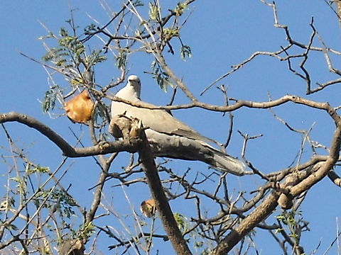 Dove on a three Soon threes will get green, because rain is coming, hope that there will be a lot of food for them when the rain gets here, you can hear their noise all day long outside on the street, regards! Eurasian Collared Dove,Streptopelia decaocto