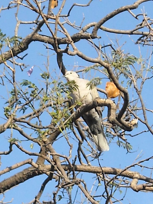 Dove watching at you... Birds are smart and difficult to get closer, they may see you if getting closer and they fly away, I think that birds are getting familiarized with me and hope to take closer pictures, if this happen will share them with you, good night. Eurasian Collared Dove,Streptopelia decaocto