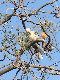 Dove watching at you... Birds are smart and difficult to get closer, they may see you if getting closer and they fly away, I think that birds are getting familiarized with me and hope to take closer pictures, if this happen will share them with you, good night. Eurasian Collared Dove,Streptopelia decaocto