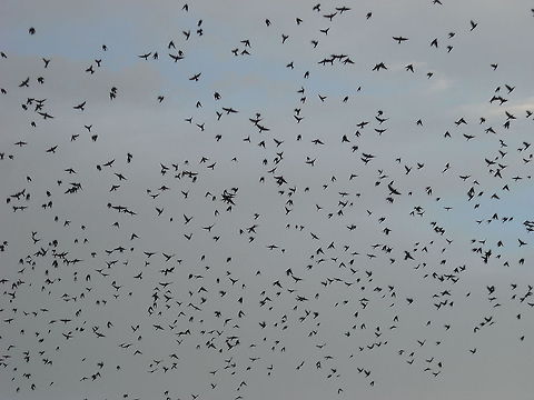 Sturnus vulgaris This kind of birds are successful because the quantity, predators get confused and they can get many food for all, what is a problem for some farmers. Common Starling,Common starling,Sturnus vulgaris