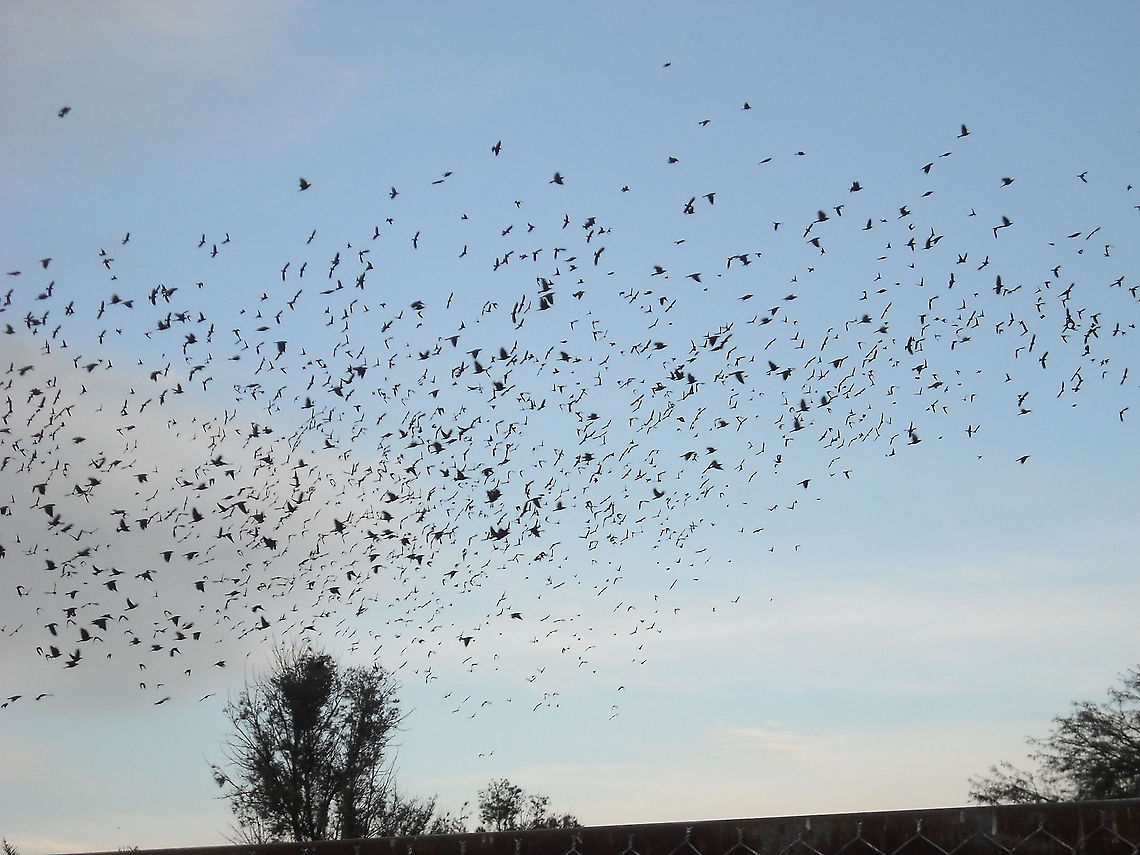Many Turdus merula This birds against the blue sky, looks like a psychedelic picture or like someone paint this birds on that picture, but they were real. Common Starling,Sturnus vulgaris