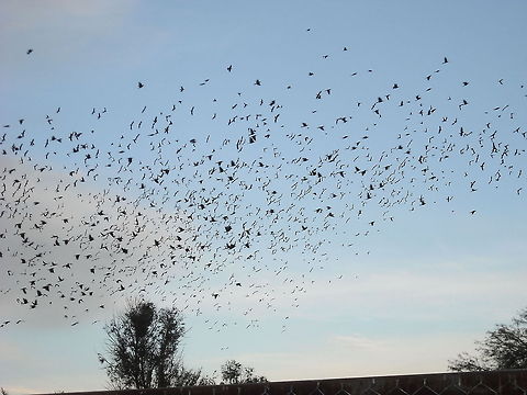 Many Turdus merula This birds against the blue sky, looks like a psychedelic picture or like someone paint this birds on that picture, but they were real. Common Starling,Sturnus vulgaris