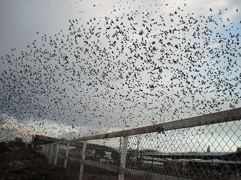 Many starlings Near to the place where the parrots are, you may see this black birds in the afternoons, they are many and think that they go there for water and food. Geotagged,Mexico,Sturnus vulgaris