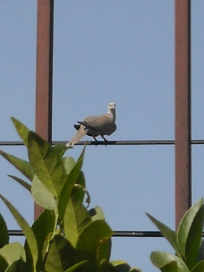 Collared Dove You may hear them in the morning and is nice to watch them playing all day. Eurasian Collared Dove,Streptopelia decaocto
