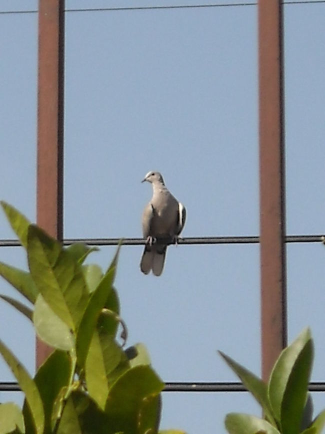 Collared Dove A couple of doves made a nest just next door and they like to be on the wires from the street outside from our home. Eurasian Collared Dove,Streptopelia decaocto