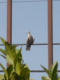 Collared Dove A couple of doves made a nest just next door and they like to be on the wires from the street outside from our home. Eurasian Collared Dove,Streptopelia decaocto
