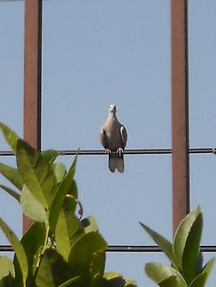 Eurasian Collared Dove This dove looks like watching at the camera, greetings! Eurasian Collared Dove,Geotagged,Mexico,Streptopelia decaocto