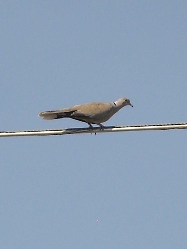 Eurasian collared dove Now there are many around our home, is nice to watch them at the morning waiting for the sun. Eurasian Collared Dove,Streptopelia decaocto