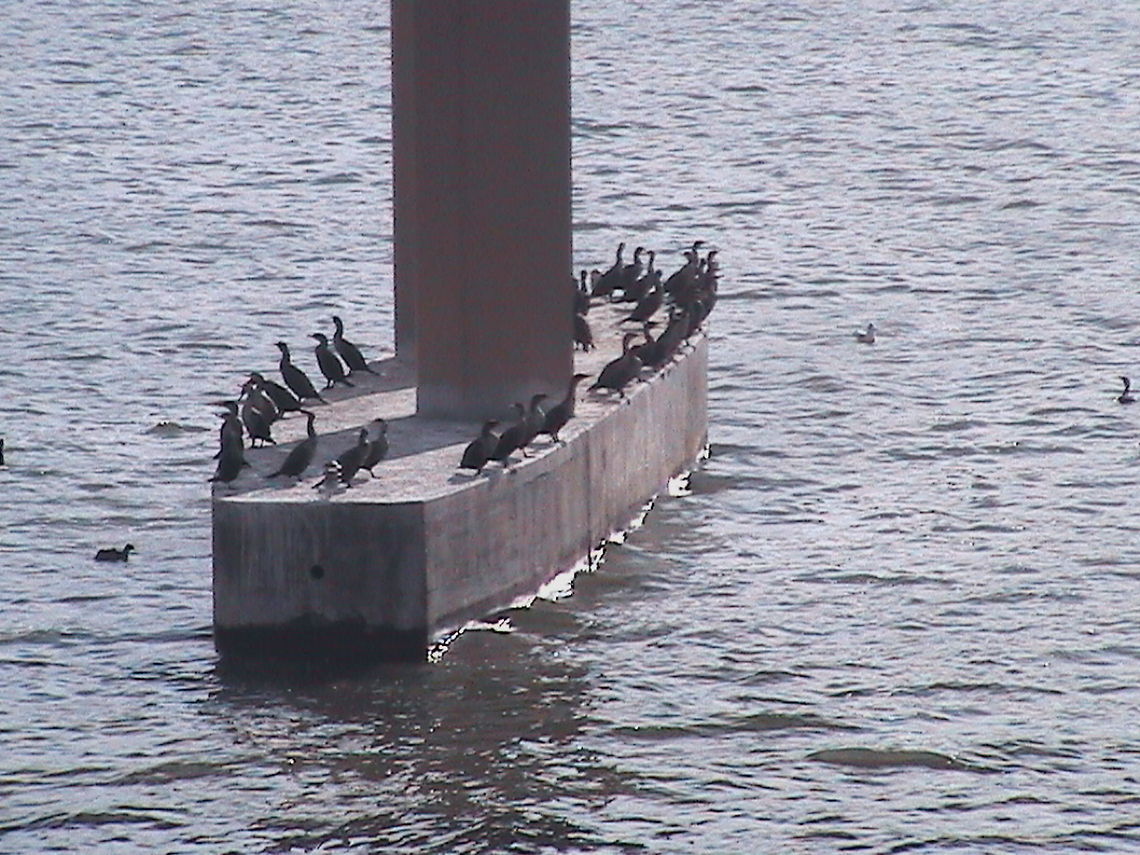 Cormorants at Irving Texas I took some pictures in Irving Texas when we live in Krum, there where a lot of cormorants in that place as you may see on this picture. Double-crested Cormorant,Geotagged,Phalacrocorax auritus,United States