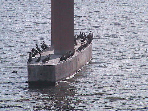 Cormorants at Irving Texas I took some pictures in Irving Texas when we live in Krum, there where a lot of cormorants in that place as you may see on this picture. Double-crested Cormorant,Geotagged,Phalacrocorax auritus,United States