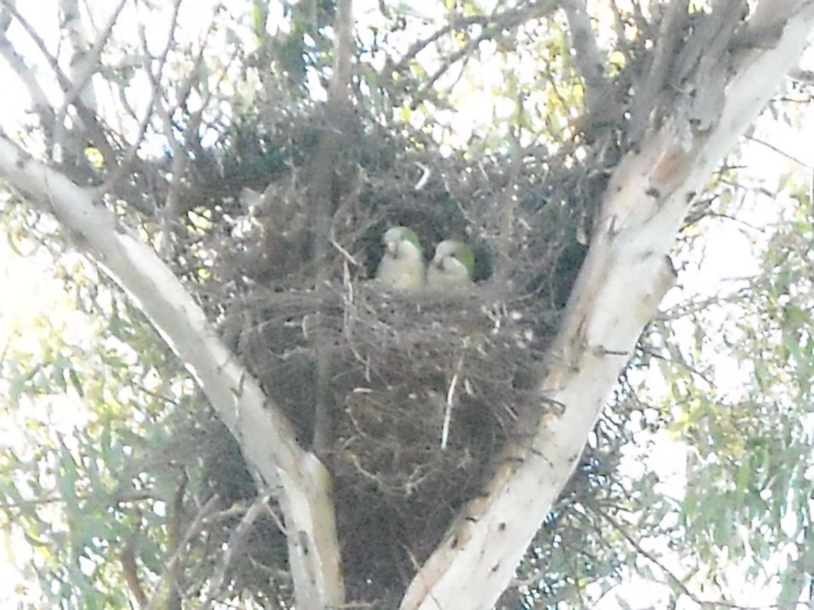 Parrots on the nest Near to my home is a place where you may find a lot of parrots, living in trees as you may see on this pictures, hope you enjoy it. Couple of Parrots,Geotagged,Mexico,Monk Parakeet,Myiopsitta monachus