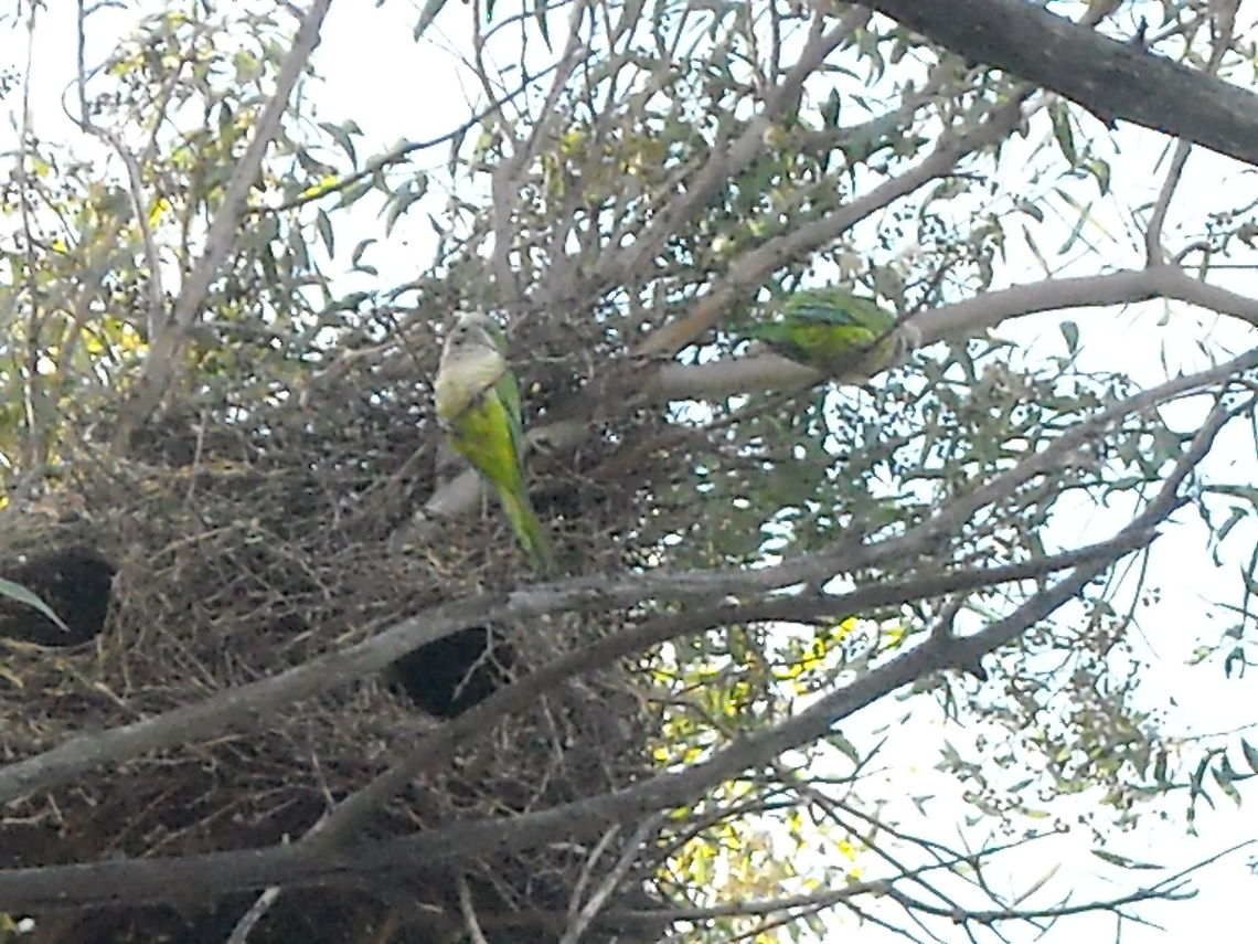 Parrots Is interesting to watch them living in colonies. Geotagged,Mexico,Monk Parakeet,Myiopsitta monachus,Parrots colonies