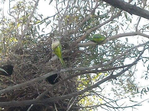 Parrots Is interesting to watch them living in colonies. Geotagged,Mexico,Monk Parakeet,Myiopsitta monachus,Parrots colonies