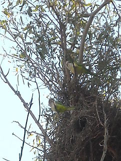 Parrots I think that here lives like 50 parrots, this kind of parrots are doing more nests in several colonies, I'm glad they are increasing their members. Geotagged,Mexico,Monk Parakeet,Myiopsitta monachus,Parrots