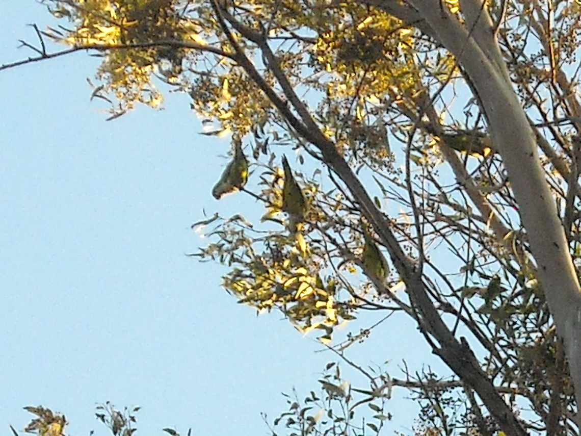 Parrots Parrots on the trees flying free... Geotagged,Mexico,Monk Parakeet,Myiopsitta monachus,Parrots colonies