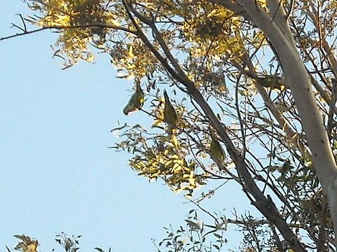 Parrots Parrots on the trees flying free... Geotagged,Mexico,Monk Parakeet,Myiopsitta monachus,Parrots colonies