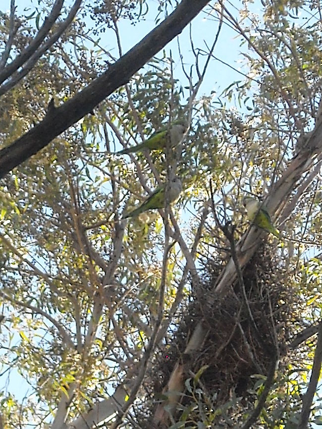 Parrots As you may see, this trees are eucalyptus, I think that they feel safe on high trees... Eucalyptus,Geotagged,Mexico,Monk Parakeet,Myiopsitta monachus,Parrots
