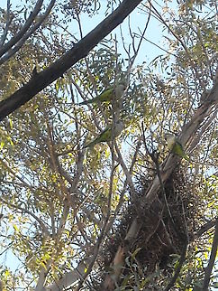 Parrots As you may see, this trees are eucalyptus, I think that they feel safe on high trees... Eucalyptus,Geotagged,Mexico,Monk Parakeet,Myiopsitta monachus,Parrots