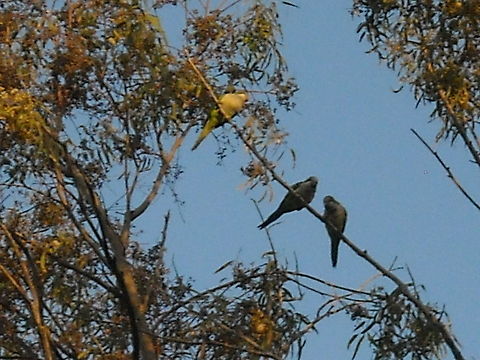 Parrots They make a lot of noise when someone get closer, but after while they get calm. Geotagged,Mexico,Monk Parakeet,Myiopsitta monachus,Parrots