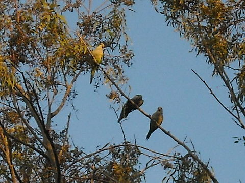 Three parrots There are many parrots in this place, but in this picture you may see three parrots, greetings. Geotagged,Mexico,Monk Parakeet,Myiopsitta monachus,Parrots