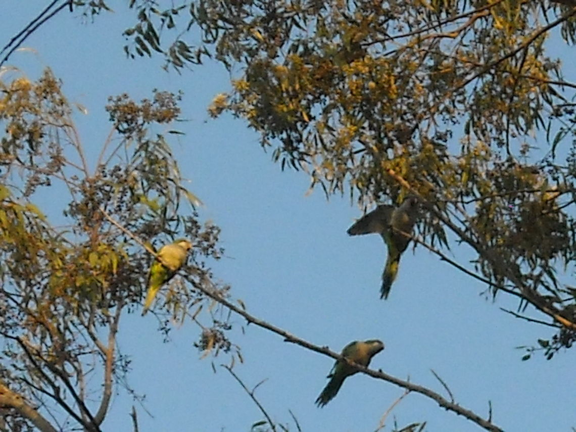 Parrots Some parrots at the branches taking care of their nests. Geotagged,Mexico,Monk Parakeet,Myiopsitta monachus,Parrots,nests