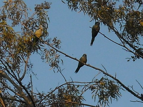 Parrots Free parrots as they got to be... Geotagged,Mexico,Monk Parakeet,Myiopsitta monachus,Parrots