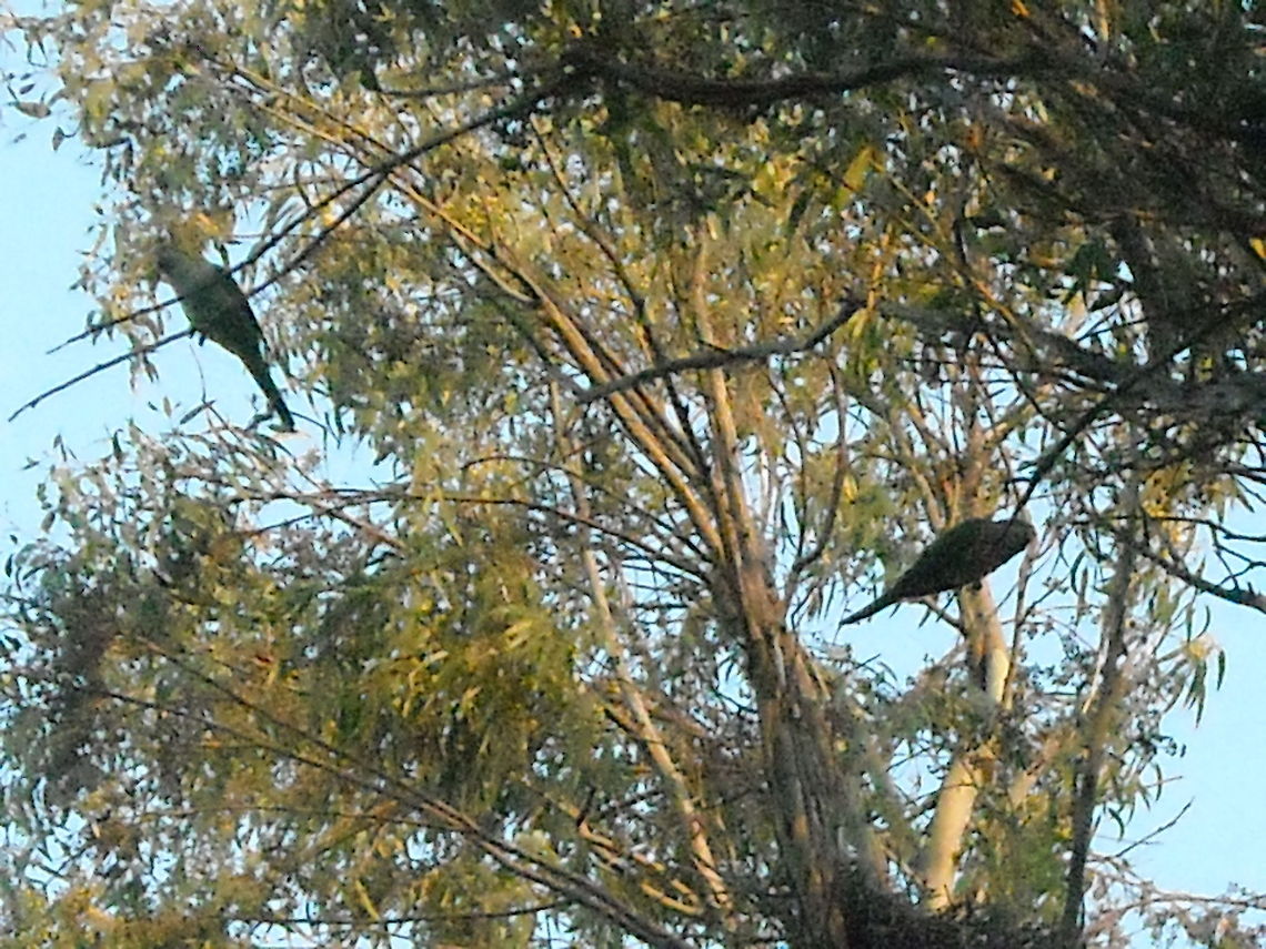 Parrots I love this place, because parrots are free and you are able to watch them. Free Parrots,Geotagged,Mexico,Monk Parakeet,Myiopsitta monachus