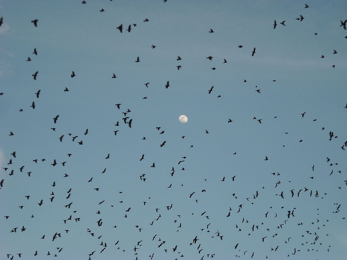 Common Starling I catch this picture with the moon on the sky, this picture seems attractive because the black images and the blue sky with the moon on the center, hope you like it. Common Starling,Geotagged,Mexico,Sturnus vulgaris
