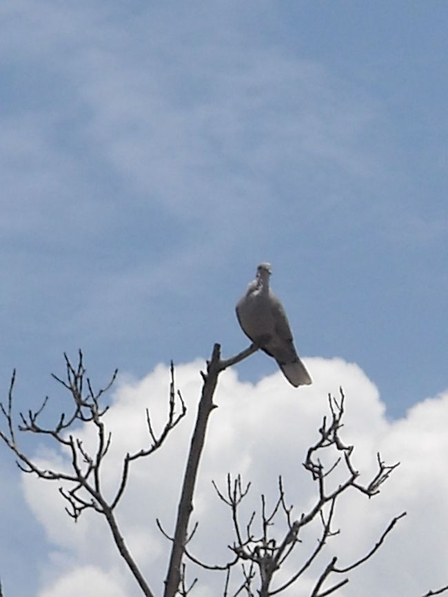 Eurasian collared dove Beautiful dove with a big cloud, at this moment I can hear a dove singing Eurasian Collared Dove,Geotagged,Mexico,Streptopelia decaocto