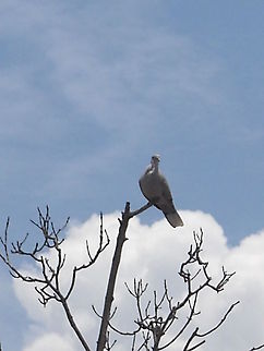 Eurasian collared dove Beautiful dove with a big cloud, at this moment I can hear a dove singing Eurasian Collared Dove,Geotagged,Mexico,Streptopelia decaocto