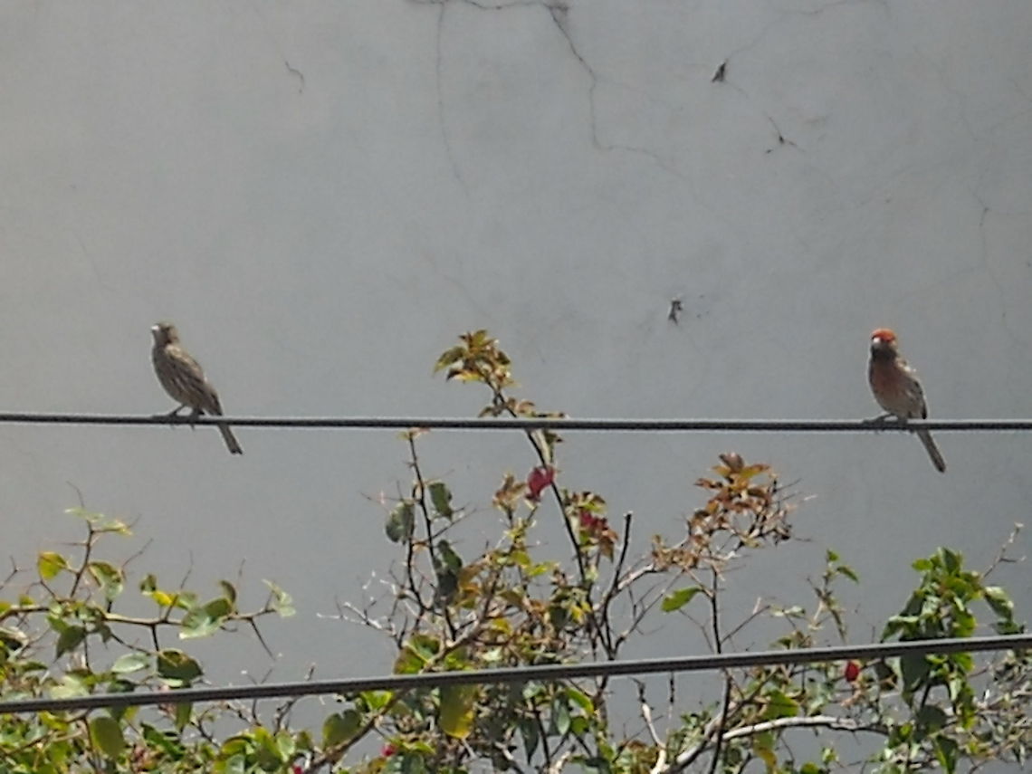 Female and Male... House Finch male on red and the female, regards and thank you. Carpodacus mexicanus,House Finch