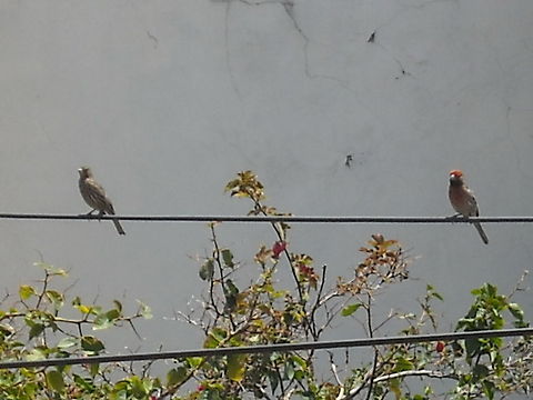 Female and Male... House Finch male on red and the female, regards and thank you. Carpodacus mexicanus,House Finch