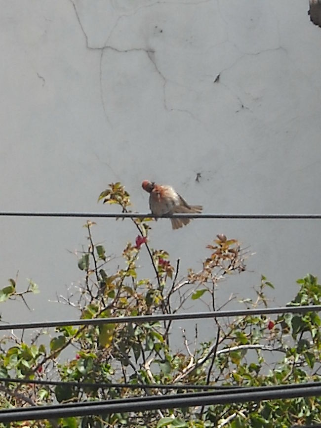 House Finch You may see many of this kind of birds around my home, they sing a lot, hope you like the pictures... Carpodacus mexicanus,Geotagged,House Finch,Mexico
