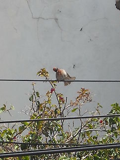 House Finch You may see many of this kind of birds around my home, they sing a lot, hope you like the pictures... Carpodacus mexicanus,Geotagged,House Finch,Mexico